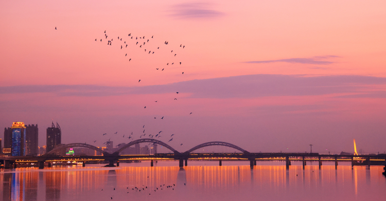龍江秋韻丨萬頃松江濕地美成生態畫廊
