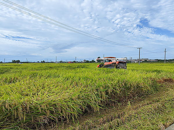 邛崃市荣获成都市首届“最佳种植能手”水稻绿色高产挑战赛1金2银2铜_fororder_稻谷收割现场-供图-邛崃市农业农村局