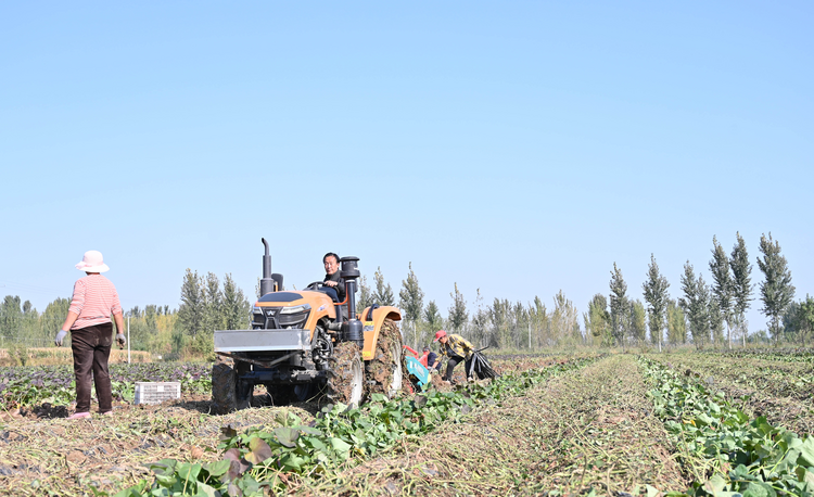 河北盐山：订单式种植 迎来丰收“薯”光_fororder_图片5