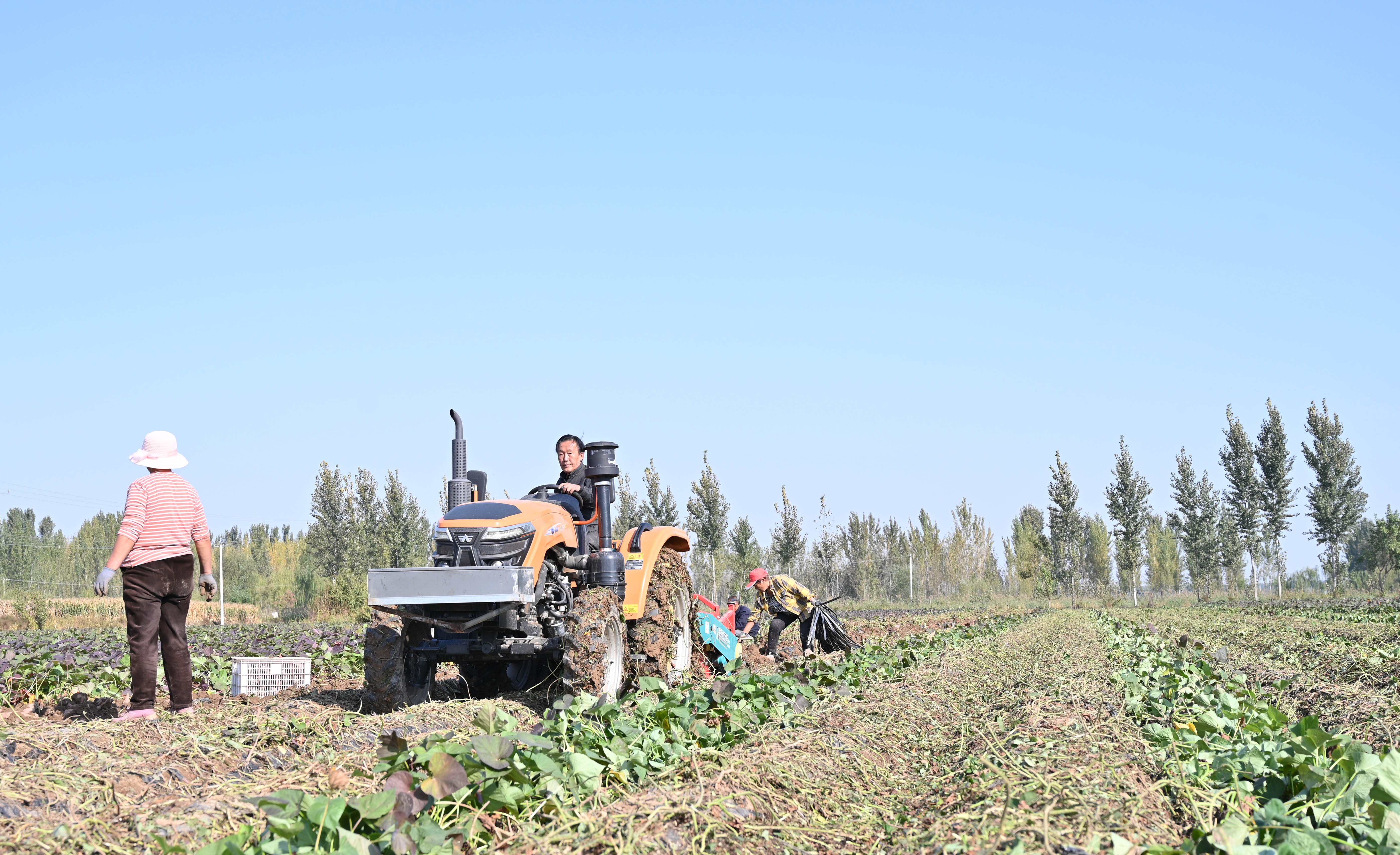 河北盐山：订单式种植 迎来丰收“薯”光_fororder_图片5