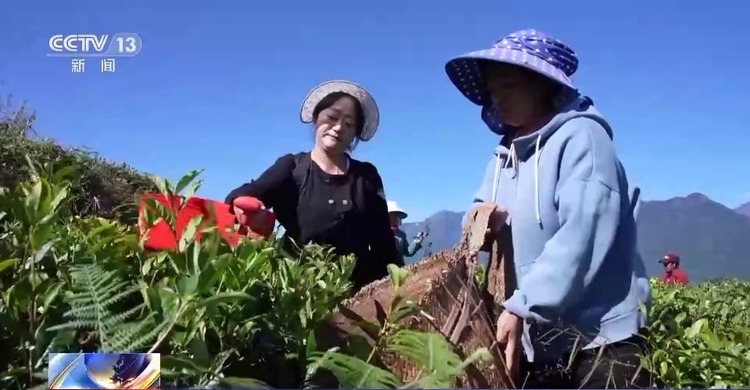 茶田变景点 水果出深山！墨脱公路通车十年 边城山乡更美了