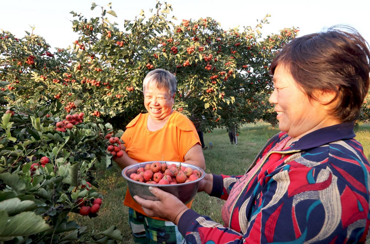 河北东光：特色种植铺就“致富路”_fororder_图片4