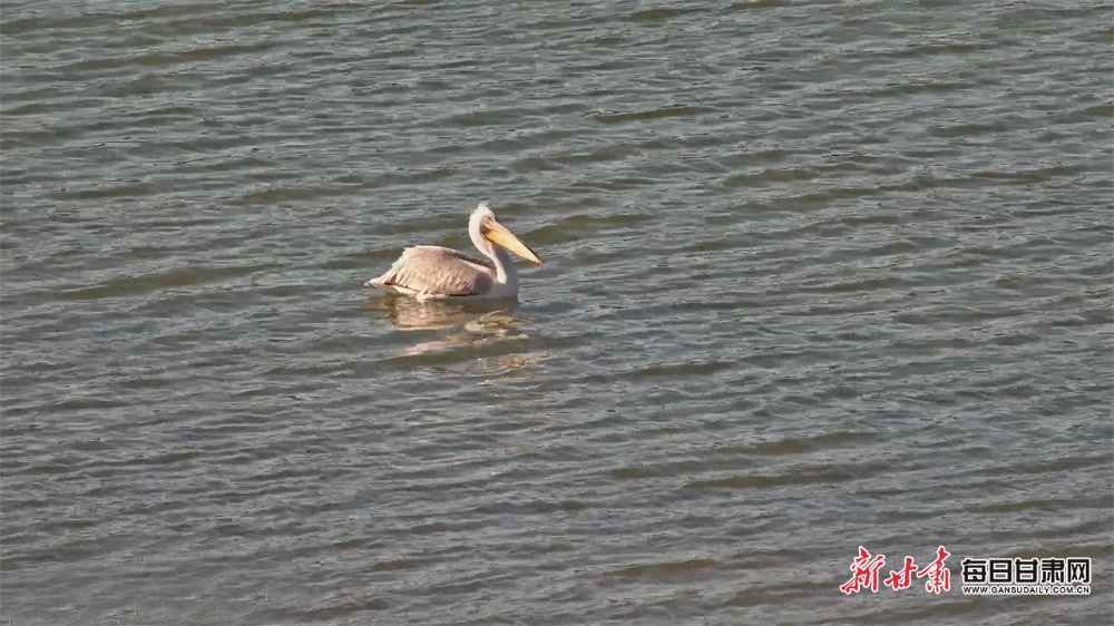 【轮播】罕见！“大嘴鸟”卷羽鹈鹕现身山丹祁家店湿地_fororder_3