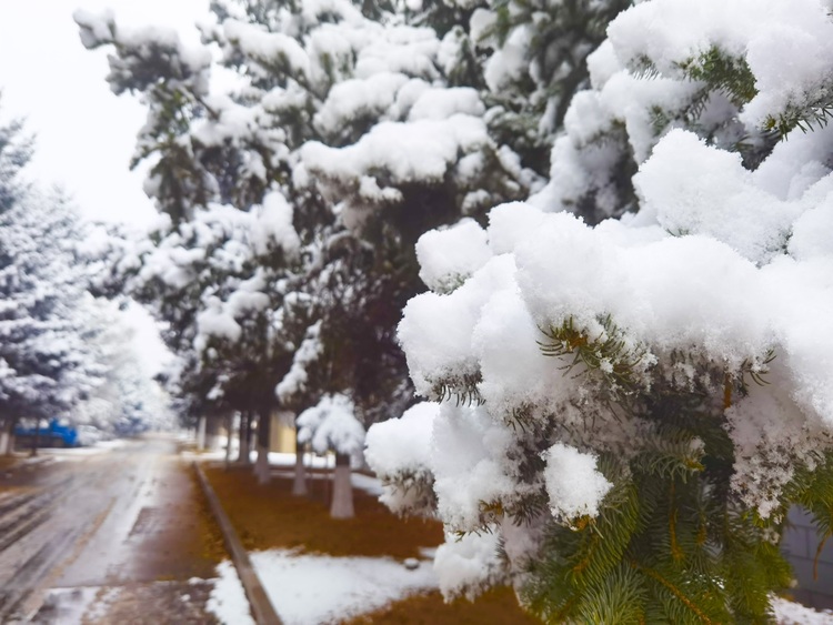 喜迎入冬第一場大雪 長春變成“白富美”！