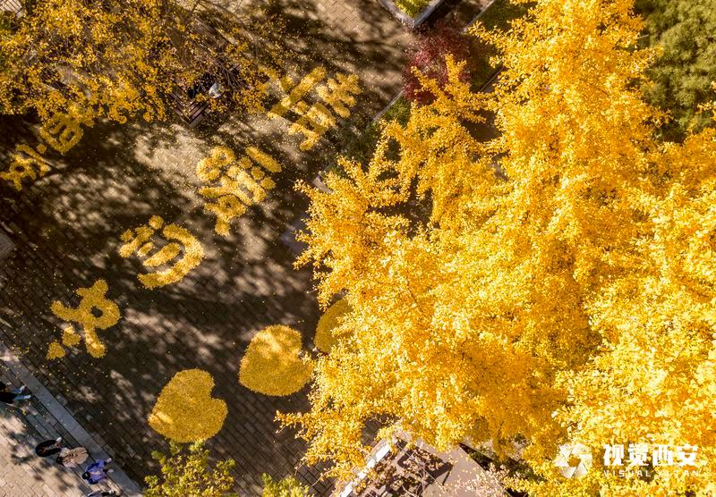 中山门银杏叶又有新景观