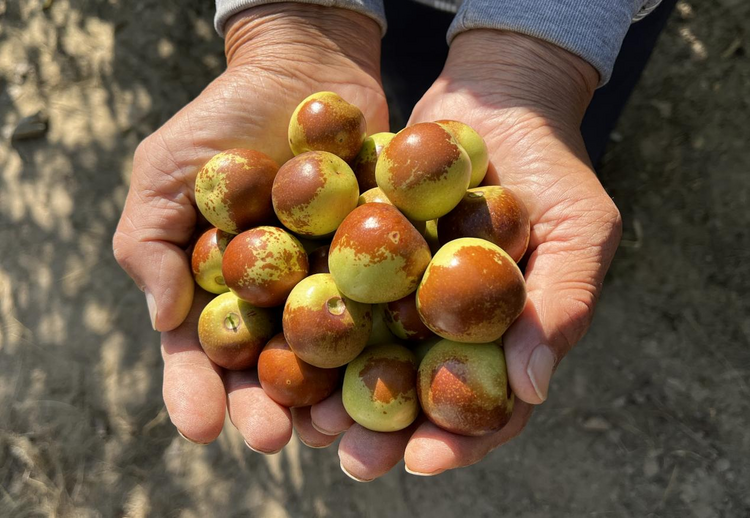 河北东光：特色种植铺就“致富路”_fororder_图片1