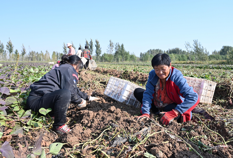 河北盐山：订单式种植 迎来丰收“薯”光_fororder_图片6