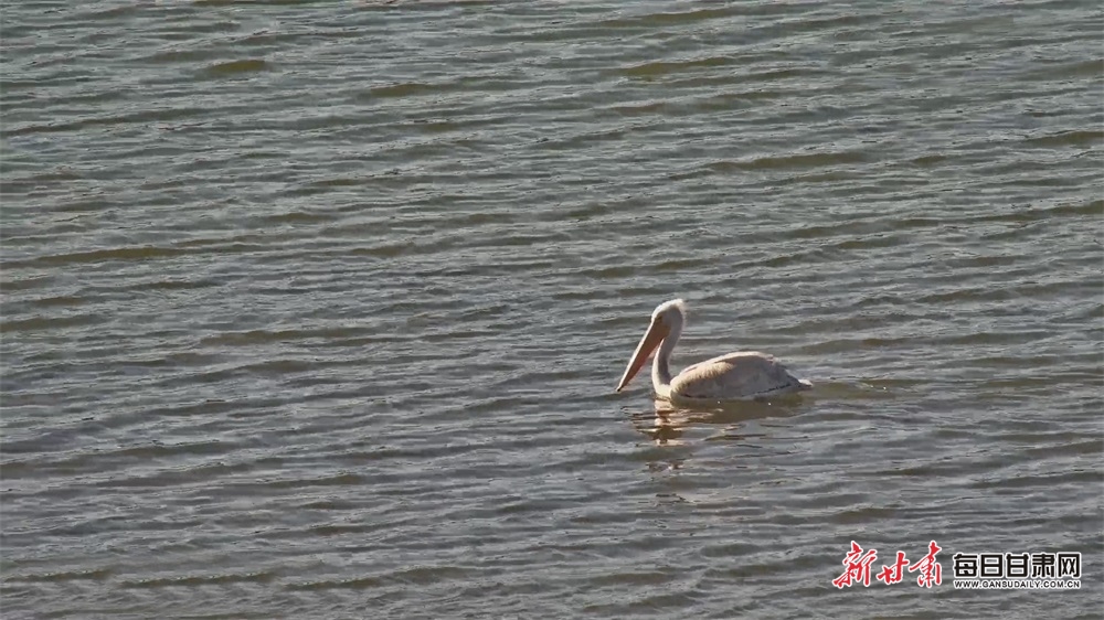 【轮播】罕见！“大嘴鸟”卷羽鹈鹕现身山丹祁家店湿地_fororder_2
