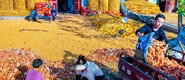 陜西臨渭：金秋的收穫