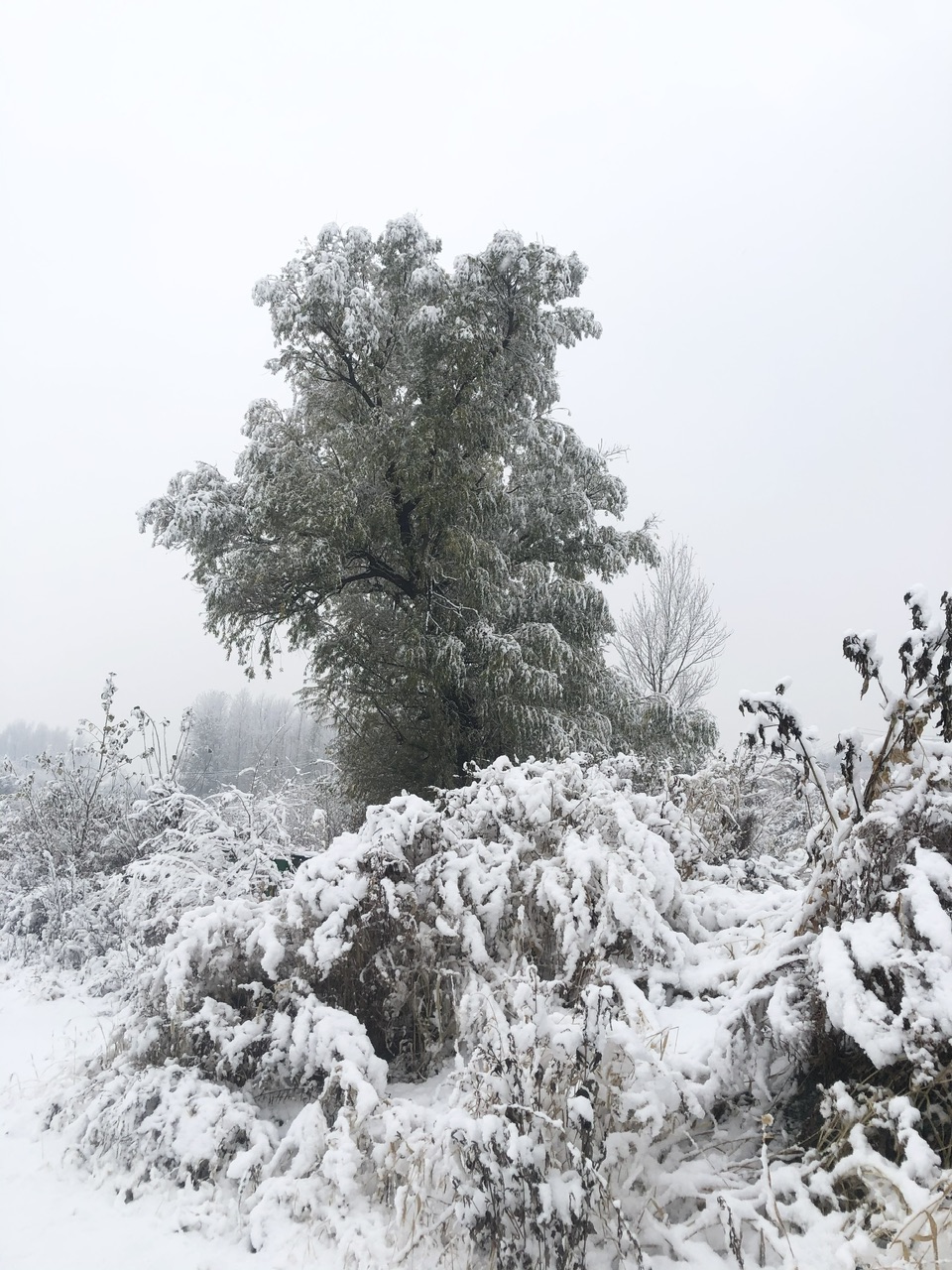 喜迎入冬第一場大雪 長春變成“白富美”！