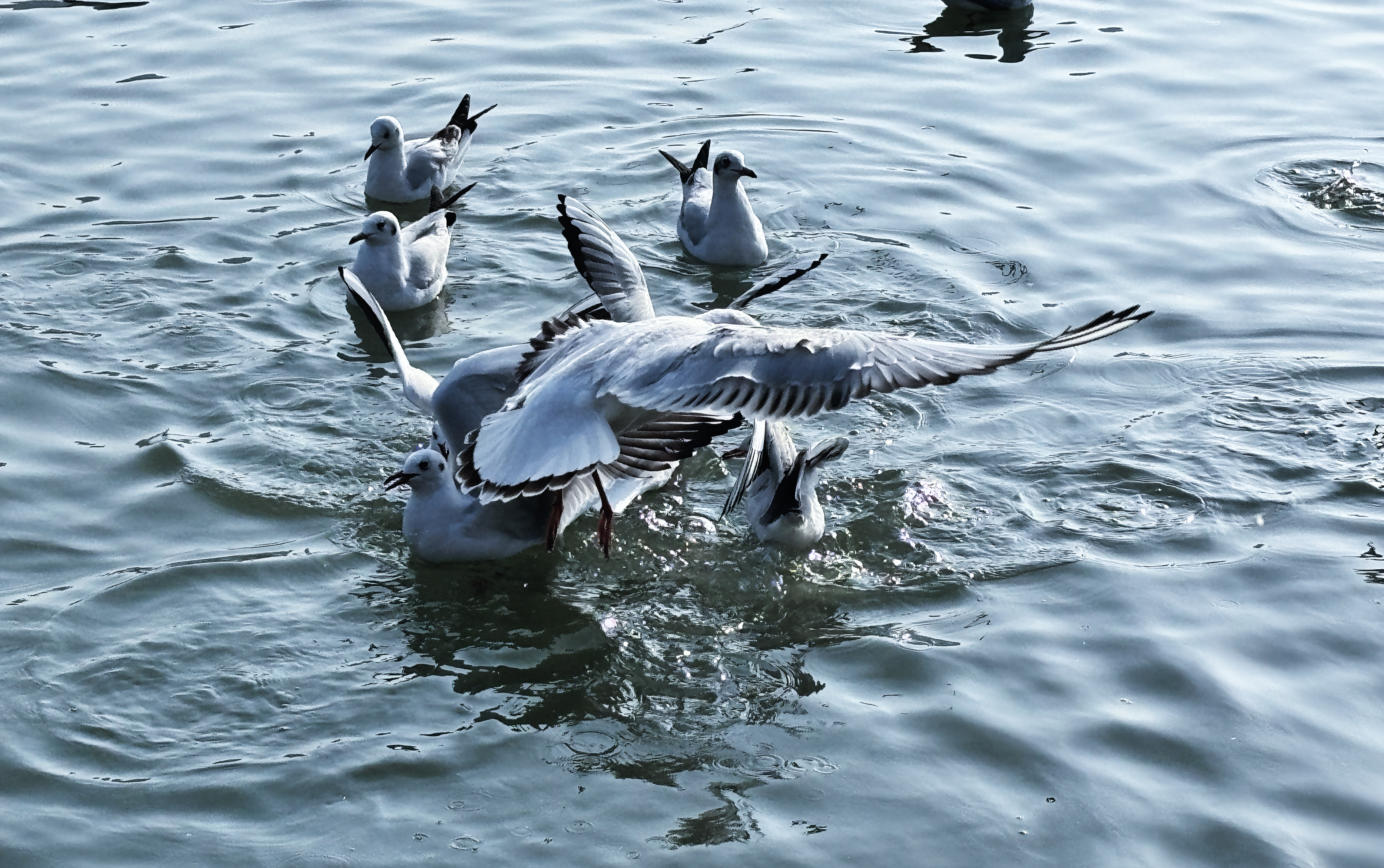 【Charming陕西】红嘴海鸥“做客”汉中天汉湿地公园_fororder_微信图片_20231128151510