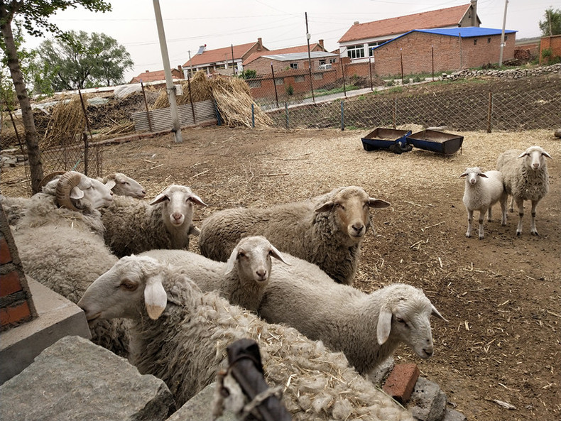 鐵嶺“期羊”養殖見成效 “扶貧羊”讓村民走上“致富路”