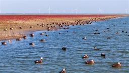 盐城东台东方湿地生态美图：湿地中国红 霞染条子泥