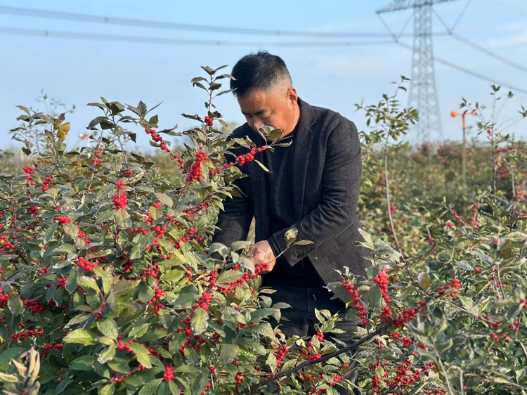 蚌埠市五河县小溪镇：冬青映红致富路_fororder_图片2