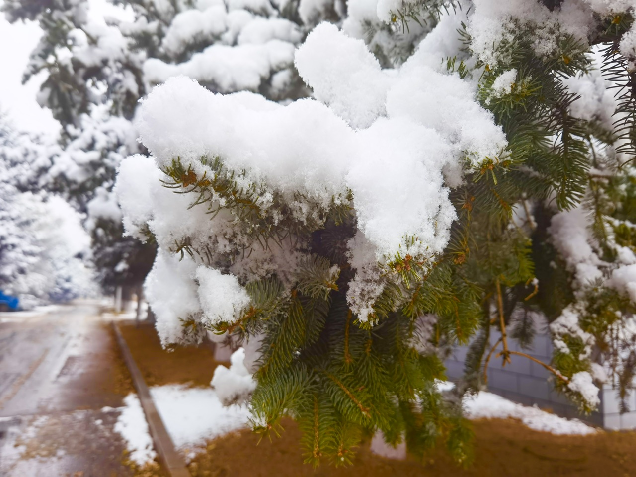 喜迎入冬第一場大雪 長春變成“白富美”！