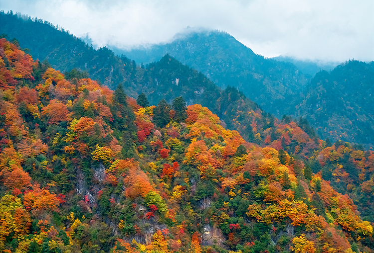 绵阳平武老河沟：彩林红叶正当时_fororder_满山红遍，秋色如画