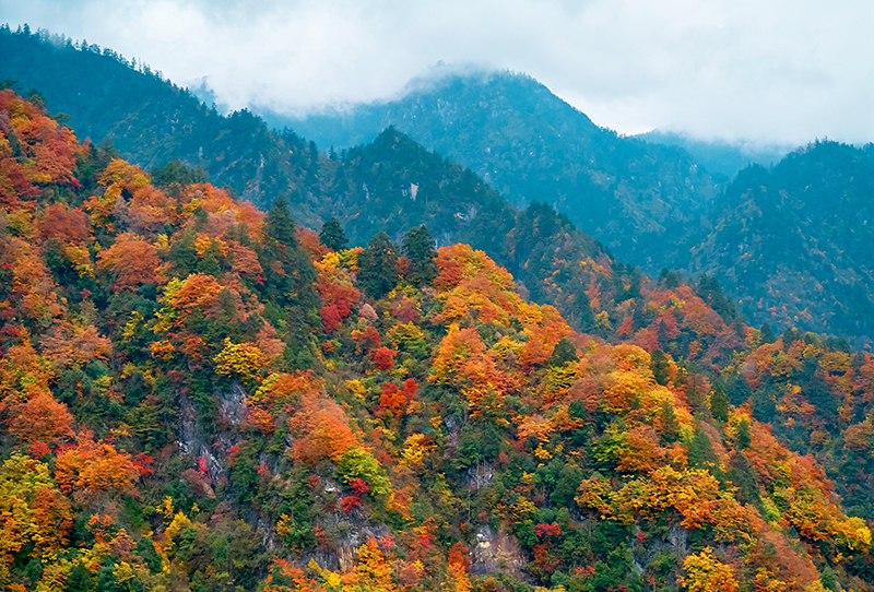绵阳平武老河沟：彩林红叶正当时_fororder_满山红遍，秋色如画