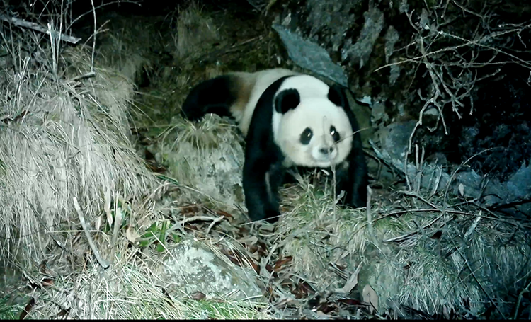 （轉載）大熊貓國家公園成立兩週年 綠色成為綿竹高品質發展的最亮底色
