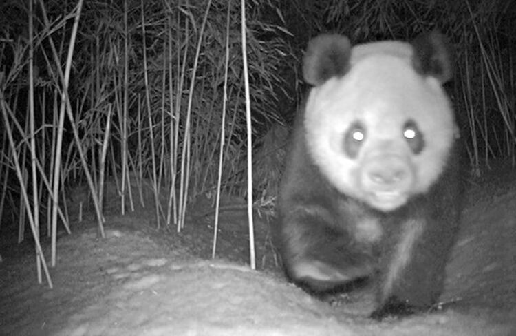 （轉載）大熊貓國家公園成立兩週年 綠色成為綿竹高品質發展的最亮底色