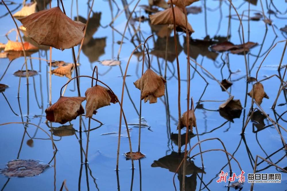 敦煌：一池残荷谢流年 晚秋党河画意浓_fororder_4