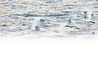 美麗河南建設進行時：冬日有約“天鵝城”