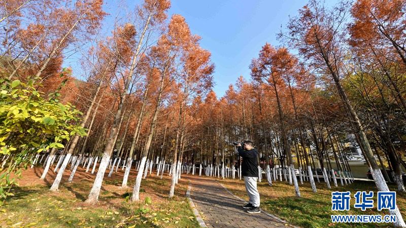 湖北保康：冬日水杉著“紅裝”