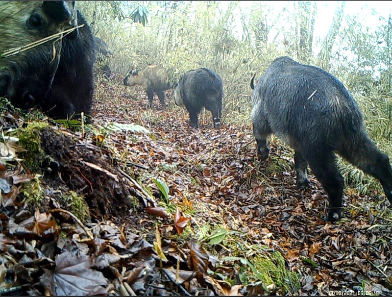 （转载）大熊猫国家公园成立两周年 绿色成为绵竹高质量发展的最亮底色