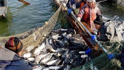 海南省出台精品休闲渔业示范基地建设规范_fororder_20231102001