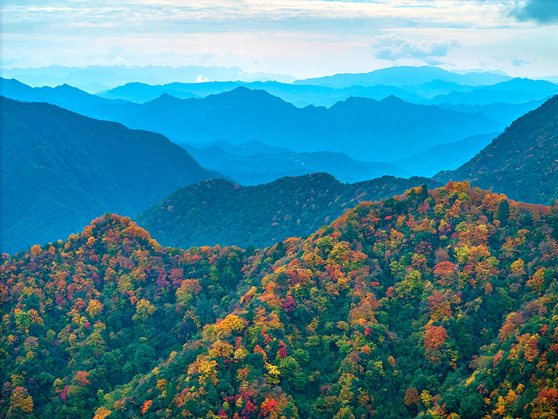绵阳平武老河沟：彩林红叶正当时_fororder_群山叠嶂，红叶满山