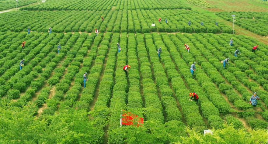 State Grid Supports 'Wealth through Tea' Initiative in Yushan Village, Huai'an, Jiangsu_fororder_圖片7