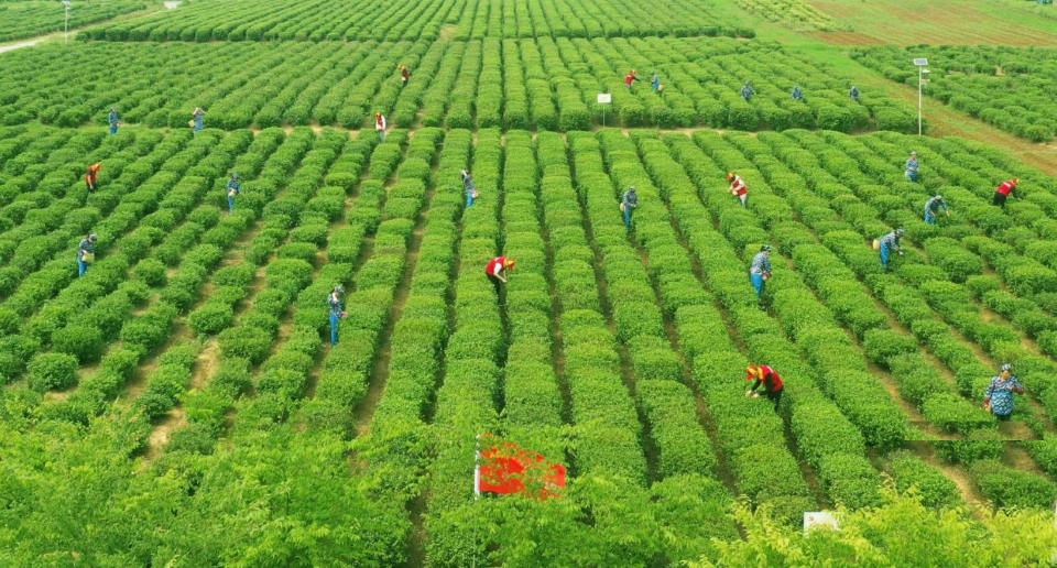 State Grid Supports 'Wealth through Tea' Initiative in Yushan Village, Huai'an, Jiangsu_fororder_图片7