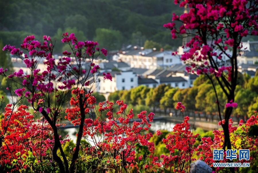安徽舒城：岭上开满映山红