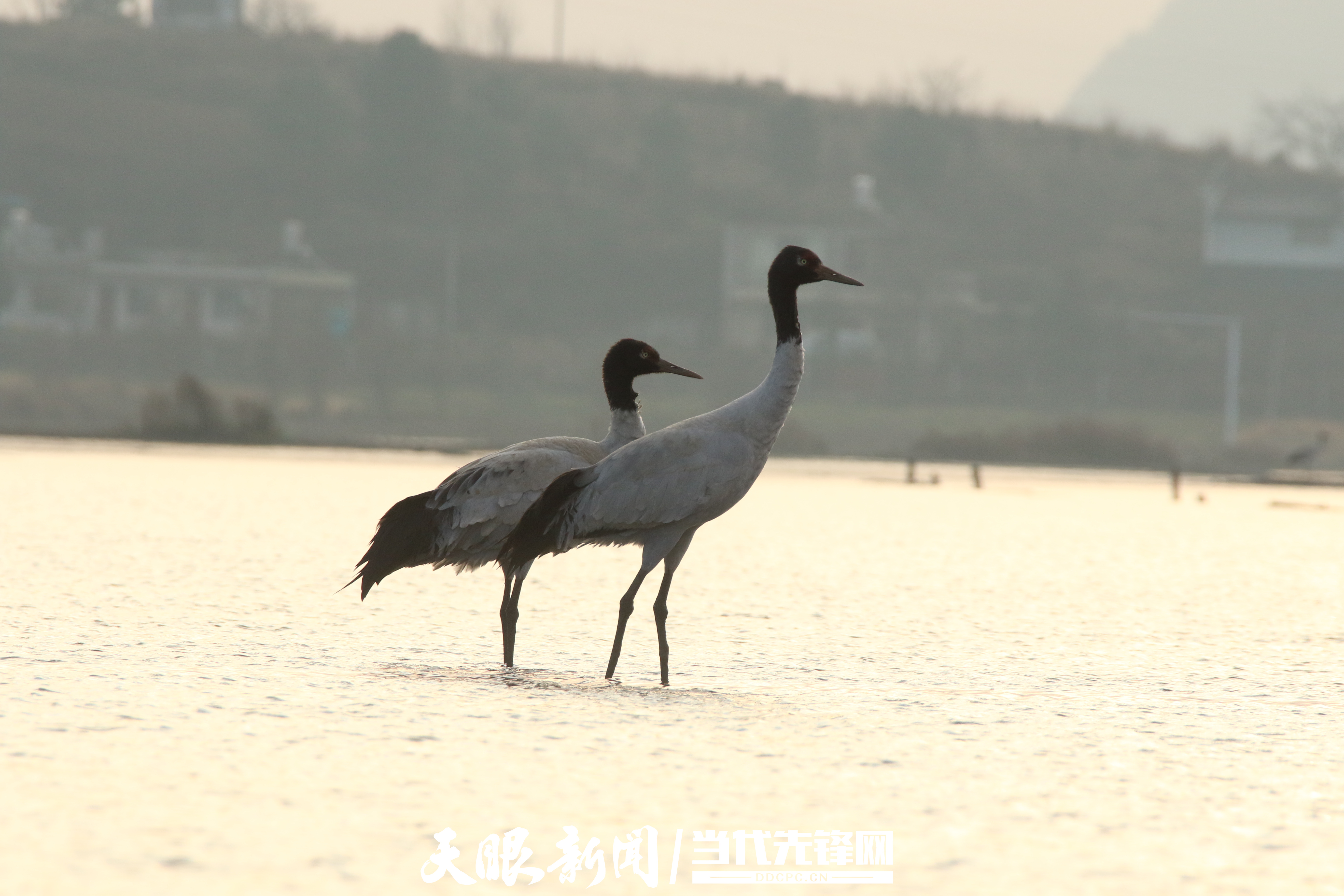 （中首）飞行800公里！贵州草海迎来首批越冬黑颈鹤