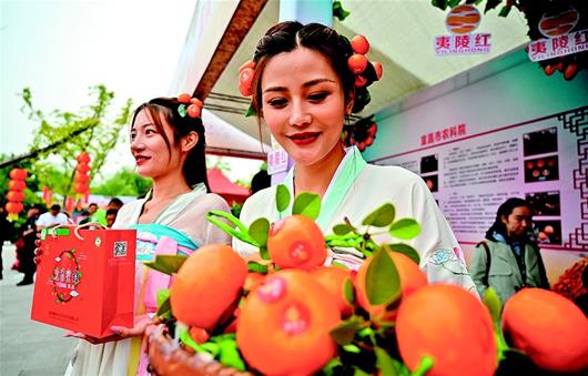 “夷陵紅”蜜橘叫響國際市場