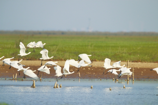 南洞庭湖自然保护区迎来首批越冬候鸟_fororder_res03_attpic_brief (1)