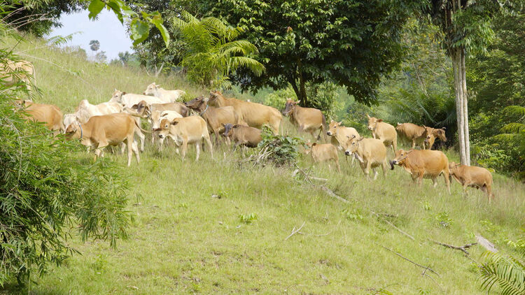 “精准扶贫”理念提出十周年 在世界多国落地生根 开花结果