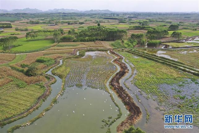 廣西隆安：“稻蝦共養”助農增收