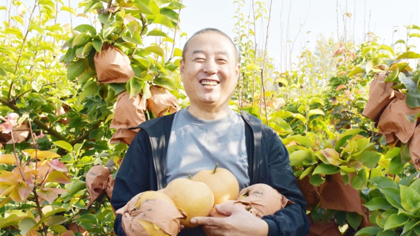淄博高青：富硒梨 致富果