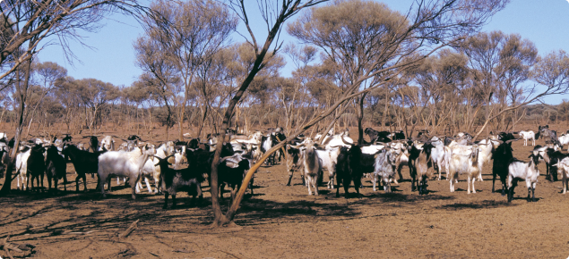 澳大利亚宣布将野山羊作为入侵物种加强管控