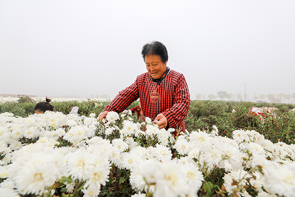 河北肥鄉：菊花豐收鋪就“致富路”_fororder_3