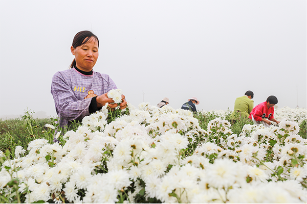 河北肥鄉：菊花豐收鋪就“致富路”_fororder_1