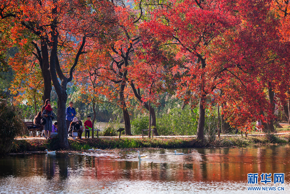 烏桕紅了！ 宛如走入油畫裏_fororder_20231106_092030_014