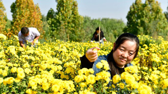山東嘉祥：有機菊花助增收