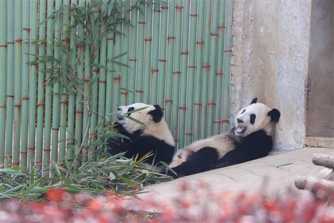 Las esposas de los embajadores acreditados en China visitan a Zhouzhi: se dieron cita con los pandas, "duendes de Qinling"_fororder_4