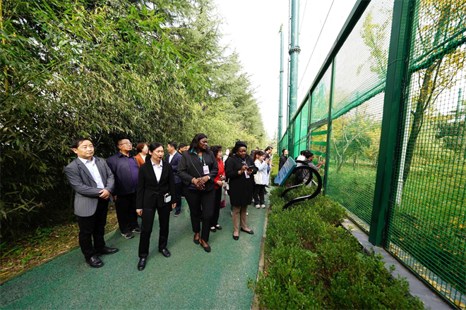 Las esposas de los embajadores acreditados en China visitan a Zhouzhi: se dieron cita con los pandas, "duendes de Qinling"_fororder_2