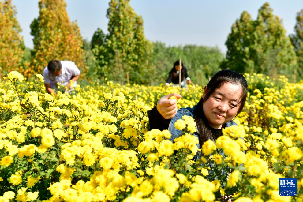 山東嘉祥：有機菊花助增收