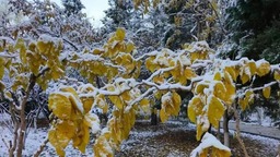 初雪•海勃湾