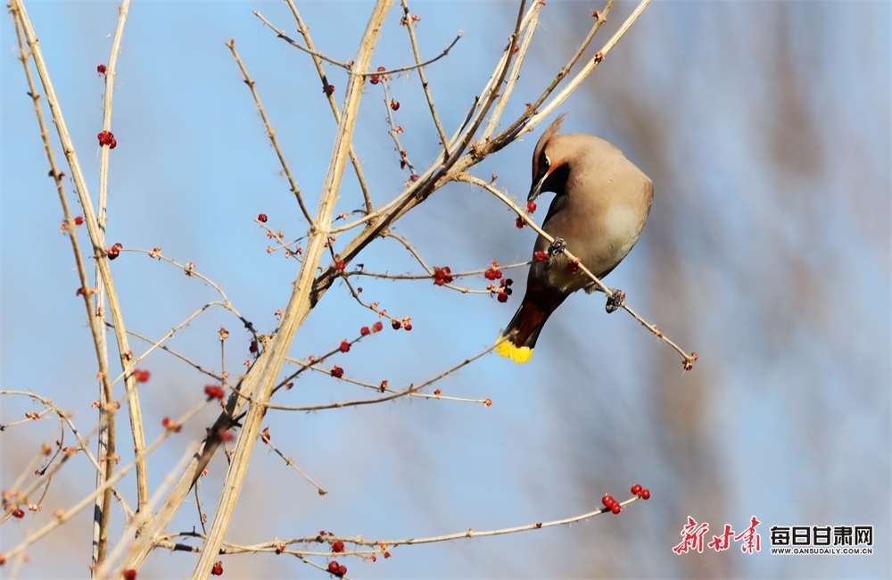 好生態 鳥青睞！張掖國家濕地公園飛來“萌萌噠”太平鳥_fororder_3