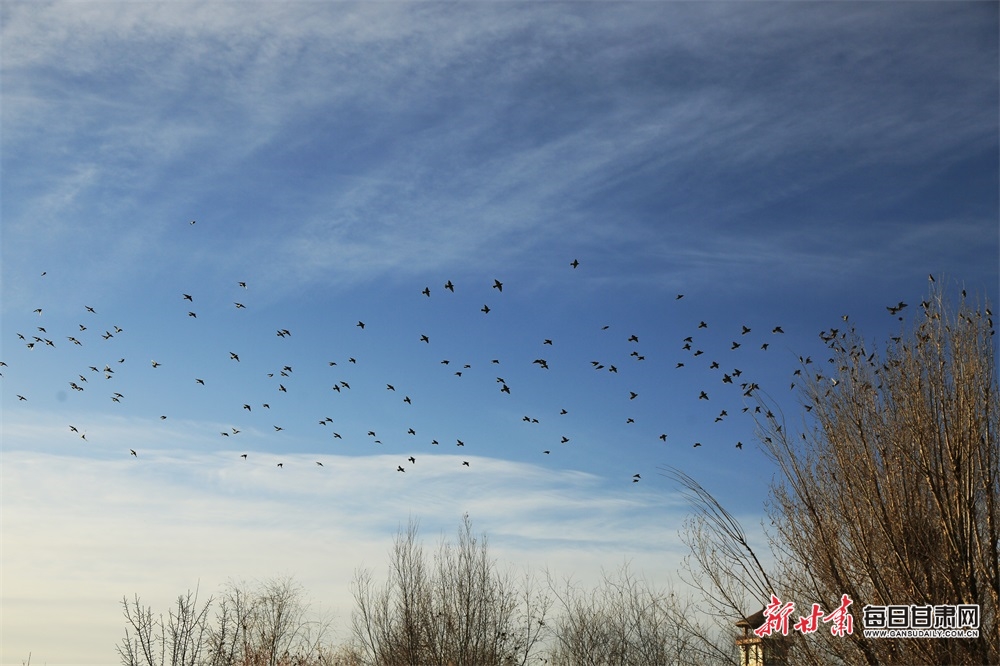 好生態 鳥青睞！張掖國家濕地公園飛來“萌萌噠”太平鳥_fororder_6