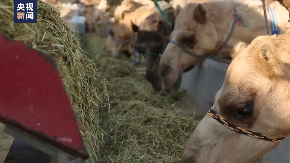 中国大市场 世界大机遇丨沿着“一带一路”而来 骆驼奶是如何炼成的